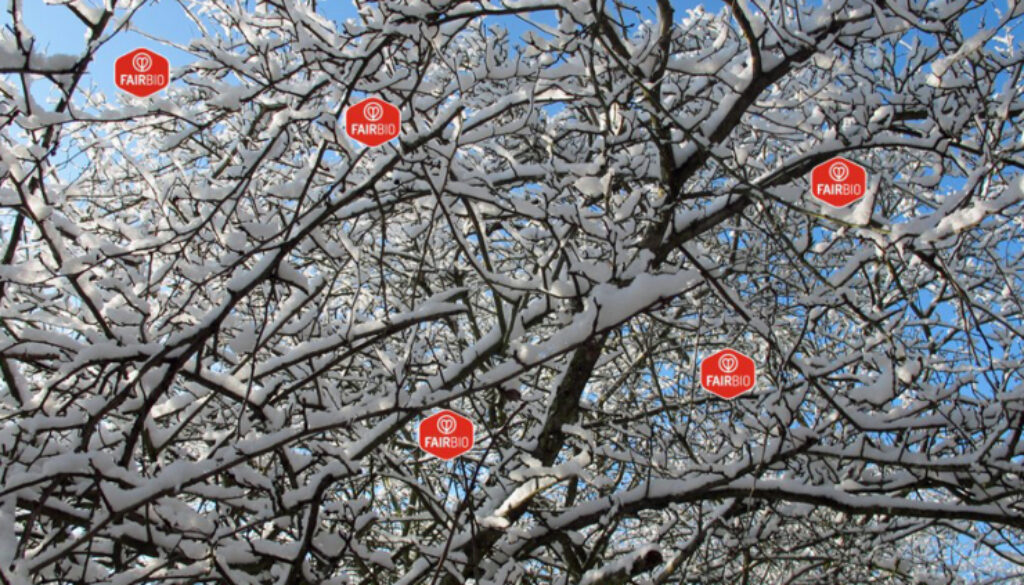 winter-fb
