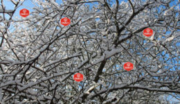 winter-fb