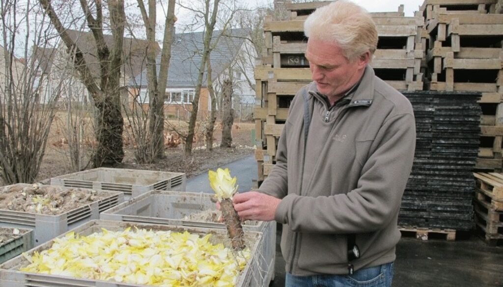 engemann-chicoree-wertschöpfungsketten-regional-fairbio-hpa-bio