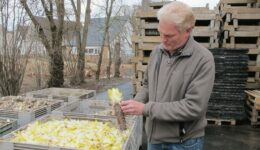 engemann-chicoree-wertschöpfungsketten-regional-fairbio-hpa-bio