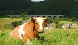 uplaender-kuh-regional-wertschöpfungsketten-fairbio-hpa-bio