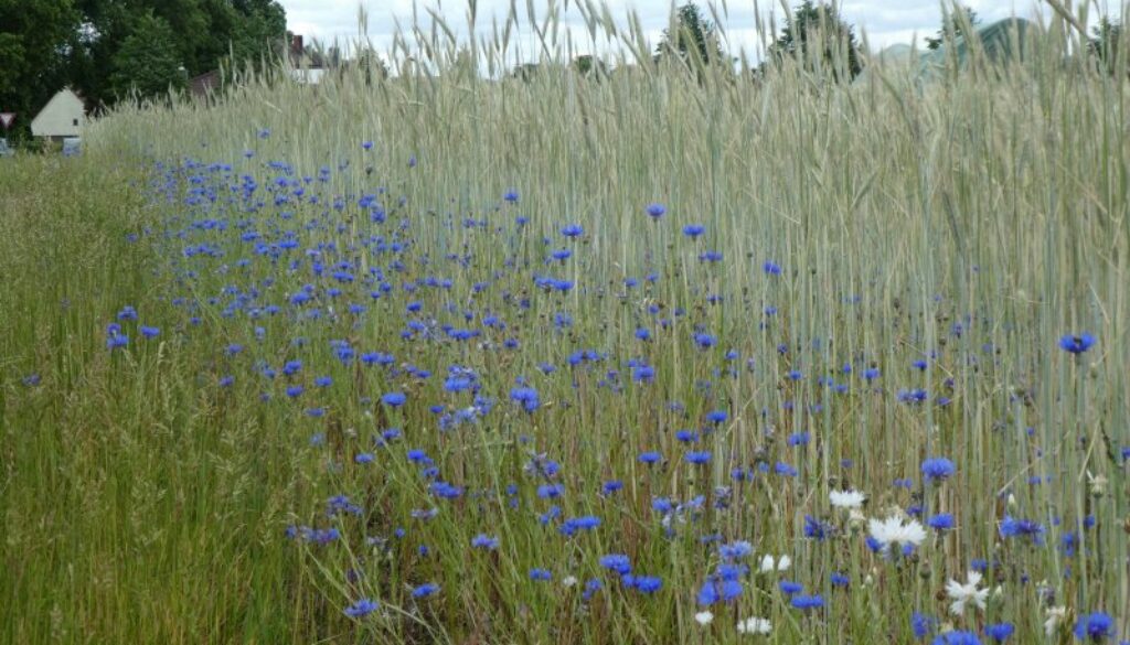 Kornblumen Ackerrand FairBio Blog