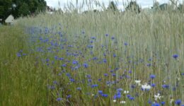 Kornblumen Ackerrand FairBio Blog