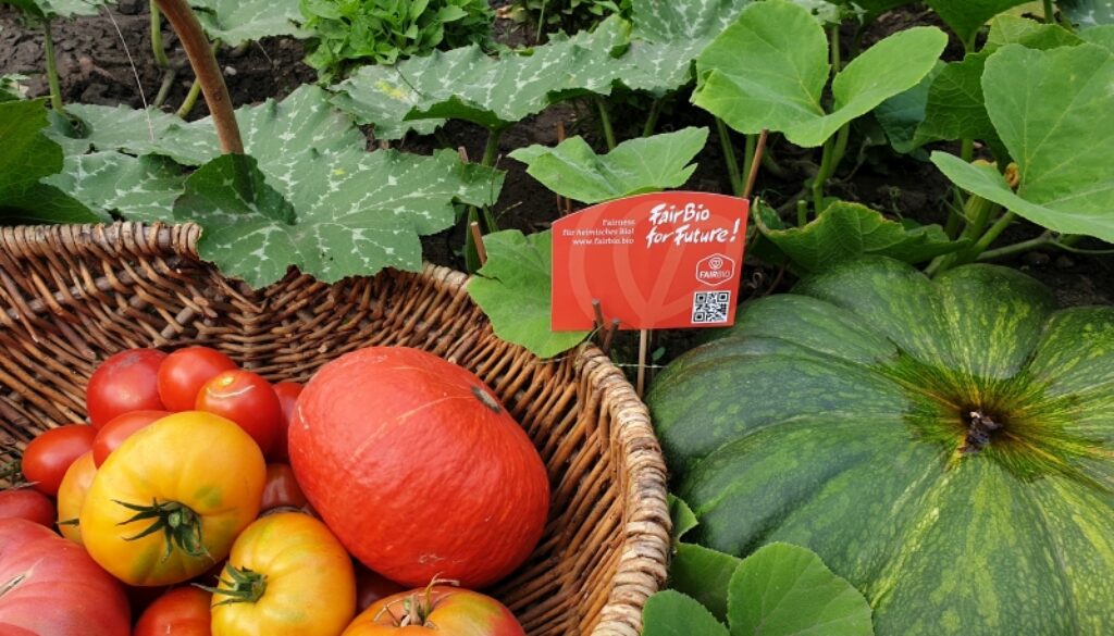 fairbioforfuture-tomaten-fairbioblog-biofairhandeln-web