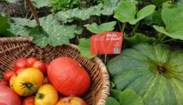 fairbioforfuture-tomaten-fairbioblog-biofairhandeln-web