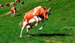 fairbio-blog-voting-für-verbrauchermilch-bio-und-weidehaltung