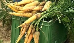 fairbio-blog-der-saft-der-sonnenmöhre-web