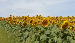 fairbio-blog-oel- von-bayerischen-Feldern