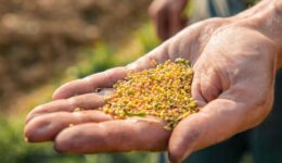 fairbio-blog-mit-hirse-dem-klima-trotzen-hofgemeinschaft-biotal