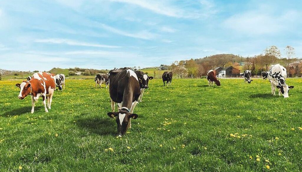 fairbio-blog-milchbauern-forschen-fuer-klimaschutz-uplaender-bauernmolkerei-weidehaltung