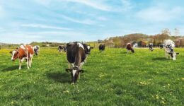 fairbio-blog-milchbauern-forschen-fuer-klimaschutz-uplaender-bauernmolkerei-weidehaltung