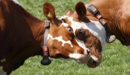 fairbio-blog-mehr-macht-fuer-fairness-verhandelungen-auf-augenhoehe-uplaender-bauernmolkerei-foem-diskussion-biofach.de