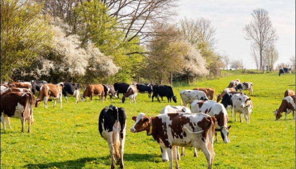 fairbio-blog-bauernmolkerei-stellt-klimabilanzen-vor-uplaender-schwalbenhof