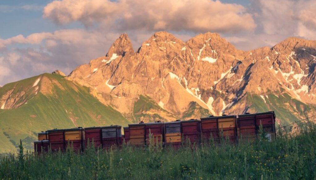 fairbio-blog-die-kraft-der-alpen-honig-von-puralp