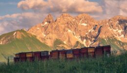 fairbio-blog-die-kraft-der-alpen-honig-von-puralp