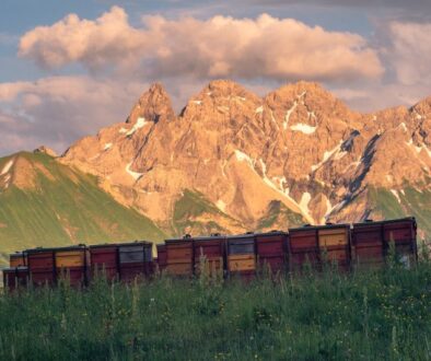fairbio-blog-die-kraft-der-alpen-honig-von-puralp