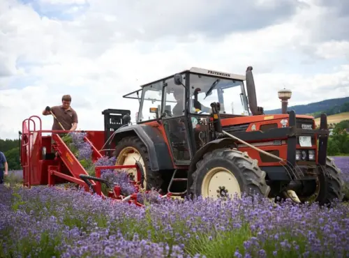 taoasis-ernte-lavendel-natur-duft-manufaktur-seo-hpa.