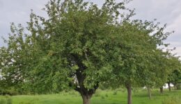 fairbio-blog-das-besondere-erhalten-bio-von-hier