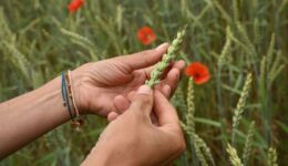 fairbio-blog-schweizer-bio-fuer-coop