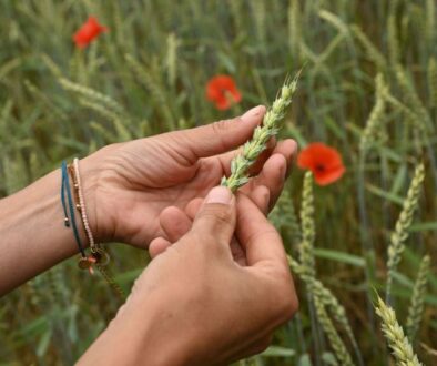 fairbio-blog-schweizer-bio-fuer-coop
