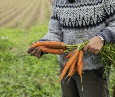 fairbio-blog-mehr-heimisches-bio-gemuese-feldfrische-moehren-voelkel